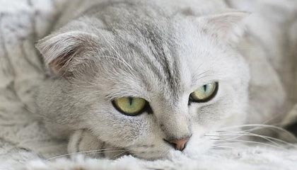 开云体育-法甲联赛迎来新一轮“转会热潮”，豪门动作频繁，法甲转会一览