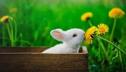 开云体育-法甲联赛迎来新一轮“转会热潮”，豪门动作频繁，法甲转会一览